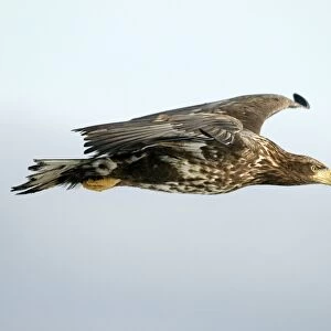 White-tailed Sea / Grey Sea Eagle - in flight. Hokkaido, Japan