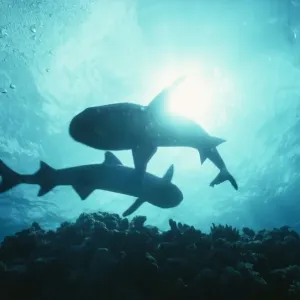 White Tip Reef Shark White Tip Reef Shark