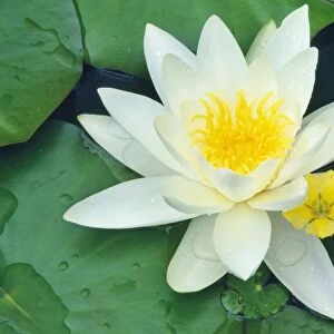 White Water Lily - in garden pond