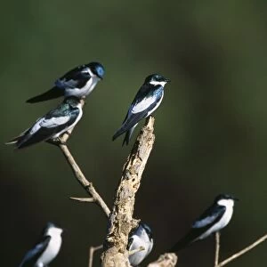 White-wiged Swallow