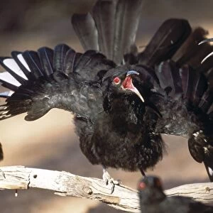 White-winged Chough - perform a spectacular display by waving their wings and tails while bobbing their heads and bulging their eyes. The display is used between group members, especially from adults to young
