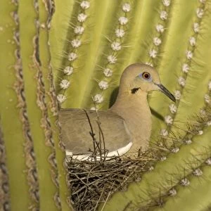 White-winged Dove - Sitting on the nest which is well protected by the spines of a Giant Saguaro cactus (Carnegiea gigantea). The saguaro is the symbol of the American Southwest and indicator of the Sonoran Desert. Saguaro National Park