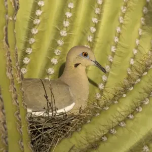 White-winged Dove - Sitting on the nest which is well protected by the spines of a Giant Saguaro cactus (Carnegiea gigantea). The saguaro is the symbol of the American Southwest and indicator of the Sonoran Desert. Saguaro National Park White-winged Dove - Sitting on the nest which is well protected by the spines of a Giant Saguaro cactus (Carnegiea gigantea). The saguaro is the symbol of the American Southwest and indicator of the Sonoran Desert. Saguaro National Park