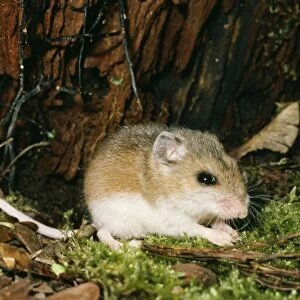 Whitefooted Deer Mouse PM 7249 USA Peromyscus © Pat Morris / ARDEA LONDON