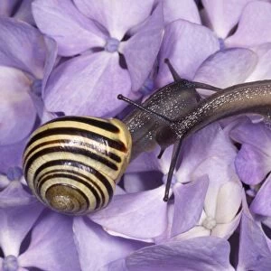 Whitelipped Banded Snail / Humbug Snail - courting pair - UK