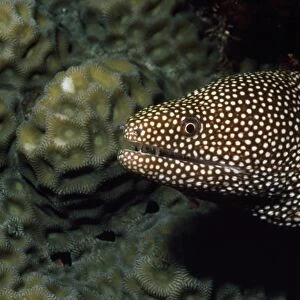 Whitemouth Moray Eel Indo Pacific