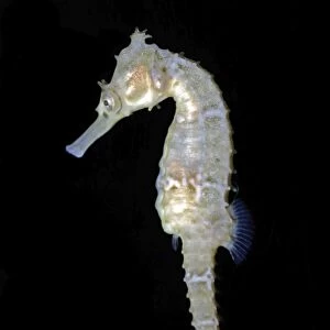 White's Sea Horse - South West Pacific