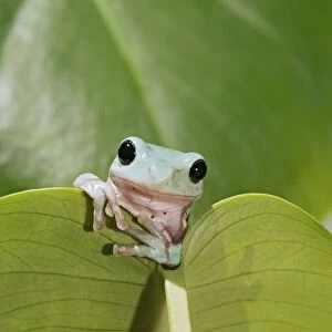 Whites Treefrog – on leaf front view Australia, New Guinea 002980