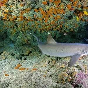 Whitetip Reef Shark - Polynesia Pacific