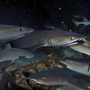 Whitetip reef sharks, Triaenodon obesus. During the day they are very often seen resting on the sand and in caves. But at night they became very active and hunt in packs. Here at a feeding frenzy