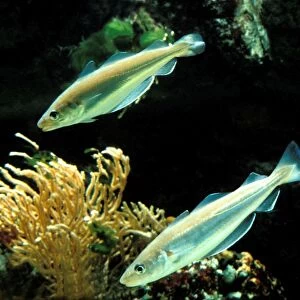 Whiting Fish Underwater