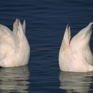 Whooper Swan - bottom feeding UK