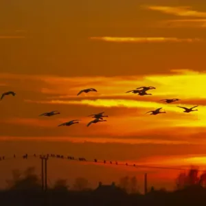 Whooper Swan - Flock in flight at Sunset - Welney WWT - Ouse Washes - Norfolk - UK BI015270 Whooper Swan - Flock in flight at Sunset - Welney WWT - Ouse Washes - Norfolk - UK BI015270