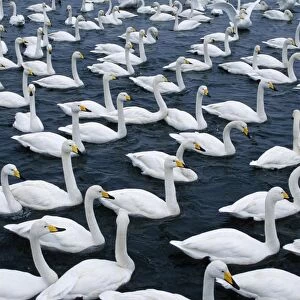 Whooper Swan - Flock on lake, Hokkaido, Japan JPF39151