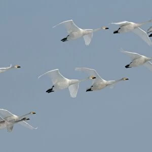 Whooper Swan - group in flight formation - Hokkaido Island - Japan