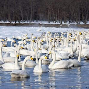 Whooper Swan - group in water at edge of lake - Lake Kussharo - Hokkaido Island - Japan