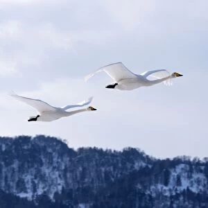 Whooper Swan - pair in flight - Lake Kussharo - Hokkaido Island - Japan