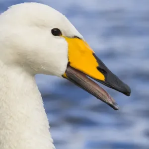 Whooper Swan - winter - UK Whooper Swan - winter - UK