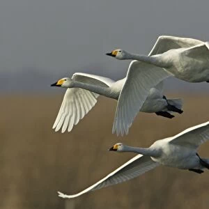 Whooper Swans - Flying over winter resting grounds. Lower Saxony, Germany