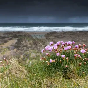 Widemouth Bay - Thrift in Flower - Cornwall - UK Widemouth Bay - Thrift in Flower - Cornwall - UK