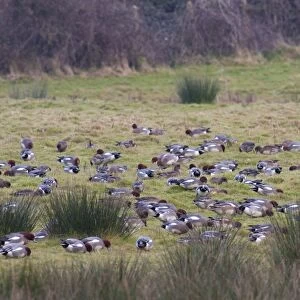 Wigeon - a large flock of birds grazing on short grass. England, UK