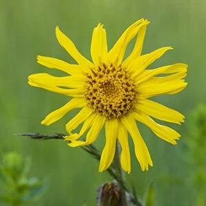 Wild Arnica ( Arnica montana), medicinal plant; Piatra Craiulu Mountains National Park, Romania