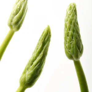 Wild Asparagus Wild Asparagus