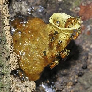 Wild Bees - at nest Cockscomb Basin Wildlife Sanctuary Belize