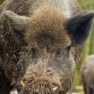 Wild Boar - controlled conditions - UK