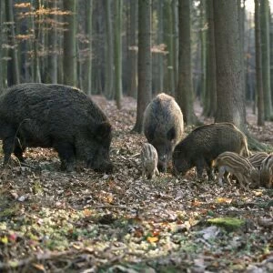 Wild Boar - family in woodland