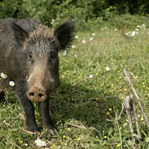 Wild Boar. France