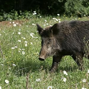 Wild Boar. France