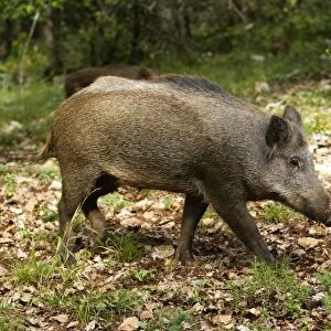 Wild boar. France