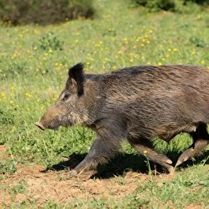 Wild Boar. Haute Saone - France