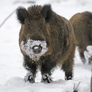 Wild Boar - male in snow - Germany