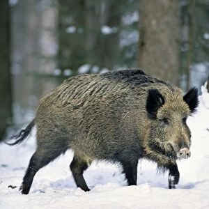 Wild Boar - in snow