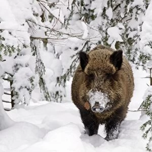 Wild Boar - in snow - Germany