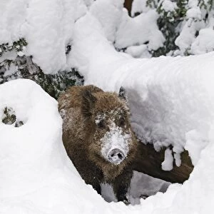 Wild Boar - in snow - Germany