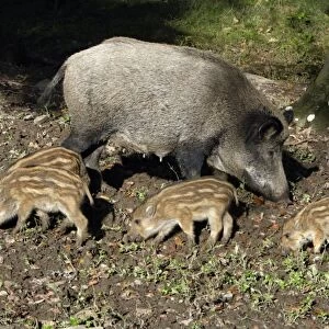 Wild Boar - sow feeding with piglets in forest, Hessen, Germany