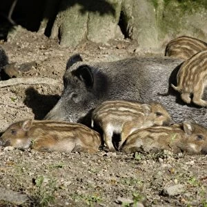 Wild Boar - sow resting with piglets in forest, Hessen, Germany