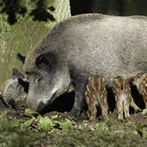 Wild Boar - sow suckling piglets in forest, Hessen, Germany