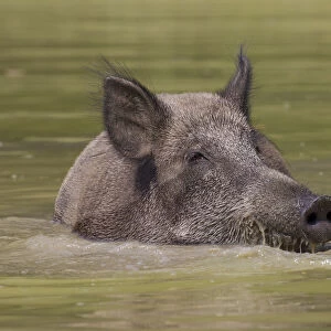 Wild boar sow water 26, S-E Arndt