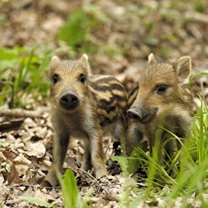 Wild Boar - young ones - Germany