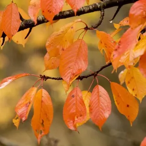 Wild cherry, or gean; autumn colour Wild cherry, or gean; autumn colour