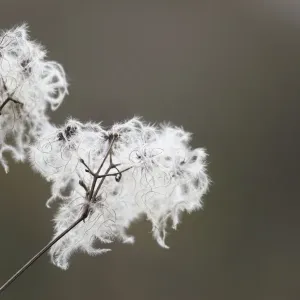 Wild Clematis / Old Man's Beard - seed head - UK Wild Clematis / Old Man's Beard - seed head - UK