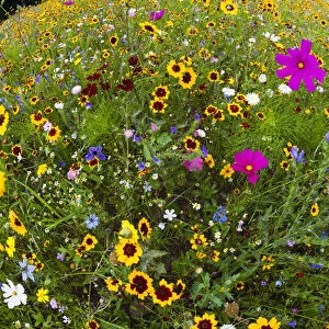 Wild and Cultivated Flowers, planted out as seed on edge of town by the council, to enhance waste ground, a fish - eye perspective, Hofgeismar, Hessen, Germany