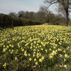 Wild daffodils (Narcissus pseudonarcissus) in huge quantity in old fields near Dymock in Gloucestershire. "Gwen & Vera's fields" nature reserve, Gloucs Wildlife Trust. The Pleck field