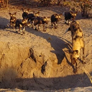 Wild Dog - alpha female inspects the new den site - followed by pups