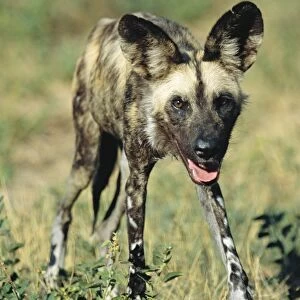 Wild Dog - Namibia