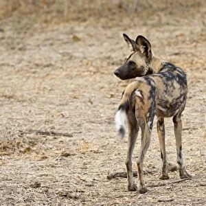 Wild Dog - standing looking behind - Mashatu Game Reserve - Botswana